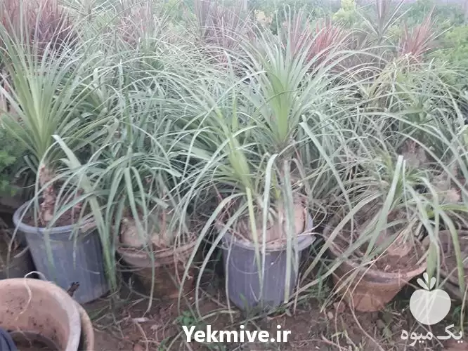 قیمت خرید عرضه درختچه لیندا همیشه در ساری در گروه خرید و فروش گیاهان زینتی در یکمیوه -عکس1