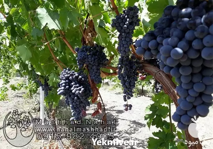 فروش نهال انگور ترکمن 4 در مشهد در گروه خرید و فروش نهال انگور در یکمیوه -عکس1