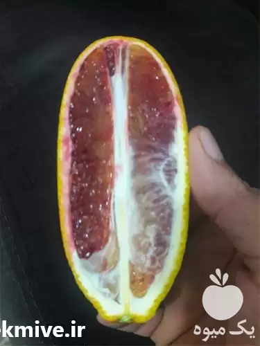 فروش ارائه قلم پرتقال خونی موزی در ساری در گروه خرید و فروش موز در یکمیوه -عکس1