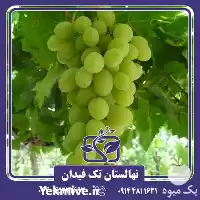 فروش خرید و قیمت نهال انگور در ارومیه در گروه خرید و فروش نهال انگور در یکمیوه