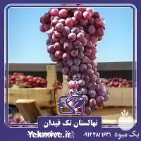 خرید و قیمت نهال انگور یاقوتی در ارومیه در گروه خرید و فروش نهال انگور در یکمیوه