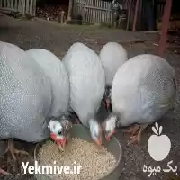 فروش جیره اماده مرغ شاخدار پخش در تهران در گروه خوراک دام و طیور در یکمیوه