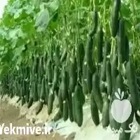 فروش عرضه بذر خیار گلخانه ای در گروه خرید و فروش بذر خیار در یکمیوه