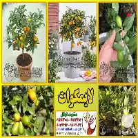 قیمت خرید نهال وارداتی لایمکوات در گروه خرید و فروش نهال میوه در یکمیوه