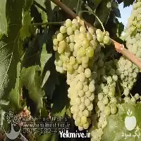 فروش نهال انگور سفید بیدانه در گروه خرید و فروش نهال انگور در یکمیوه