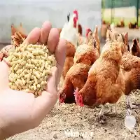 قیمت خرید پلت مرغ خانگی دان در گروه خوراک دام و طیور در یکمیوه