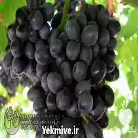 قیمت خرید ویژه نهال گلدانی ریشه در گروه خرید و فروش نهال در یکمیوه