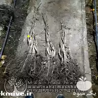 قیمت خرید نهال گردو آمریکایی پیوندی در گروه خرید و فروش نهال گردو در یکمیوه