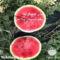 قیمت خرید عرضه بذر هندوانه استار در مشهد در گروه خرید و فروش بذر هندوانه در یکمیوه