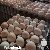 قیمت خرید تخم مرغ محلی در گرگان در گروه انواع تخم ها در یکمیوه