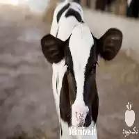 دوره آموزشی صفر تا صد پرواربندی در تهران در گروه دوره آموزش کشاورزی در یکمیوه