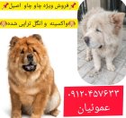 فروش سگ نژاد چاوچا اصیل در گروه سگ و گربه در یکمیوه