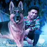 ژرمن شپرد سگ جرمن شپهرد فروش در گروه سگ و گربه در یکمیوه