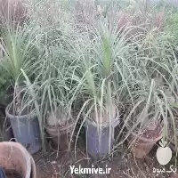 قیمت خرید عرضه درختچه لیندا همیشه در ساری در گروه خرید و فروش گیاهان زینتی در یکمیوه