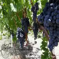 فروش نهال انگور ترکمن 4 در مشهد در گروه خرید و فروش نهال انگور در یکمیوه