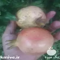 قیمت خرید نهال انار شیرین گلدانی در ساری در گروه خرید و فروش نهال انار در یکمیوه