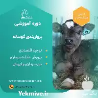 دوره جامع پرواربندی گوساله شیرخوار تا در گروه دوره آموزش کشاورزی در یکمیوه