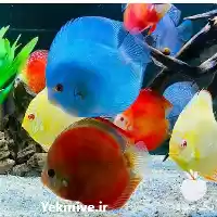 آموزش تخصصی پرورش ماهی زینتی در تهران در گروه دوره آموزش کشاورزی در یکمیوه