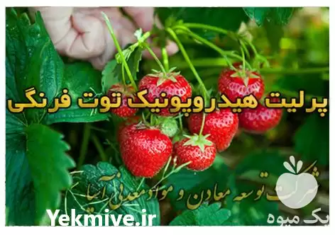 قیمت خرید هیدروپونیک توت فرنگی در گروه خرید و فروش انواع کود کشاورزی در یکمیوه -عکس1