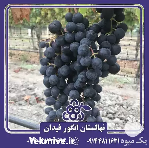 خرید و قیمت نهال انگور سامر در ارومیه در گروه خرید و فروش نهال انگور در یکمیوه -عکس1