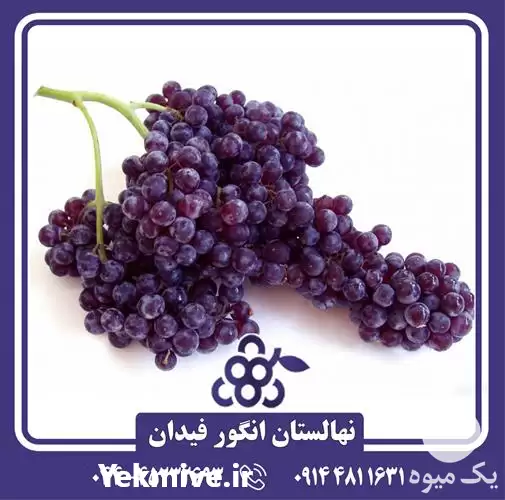 خرید و قیمت نهال انگور شامپاین در ارومیه در گروه خرید و فروش نهال انگور در یکمیوه -عکس1