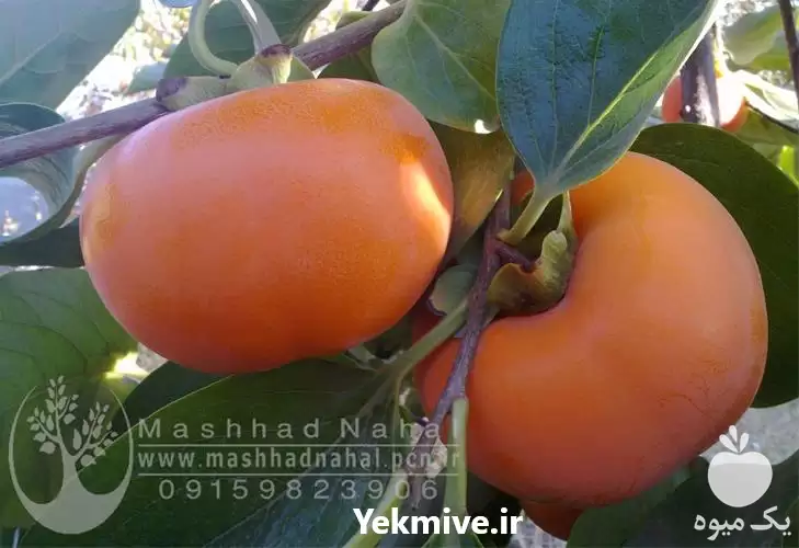 قیمت خرید نهال میوه خرمالو گوجه در مشهد در گروه خرید و فروش خرمالو در یکمیوه -عکس1