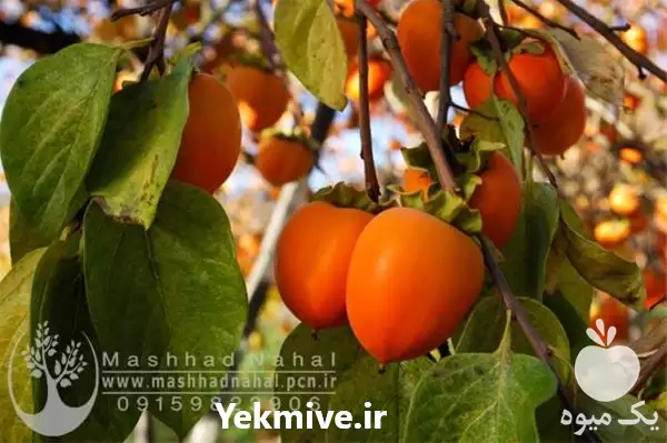 فروش نهال خرمالو سیبی در مشهد در گروه خرید و فروش خرمالو در یکمیوه -عکس1