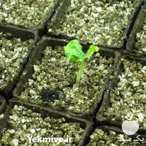 فروش ورمیکولیت و کاربرد آن در اصفهان در گروه خرید و فروش انواع کود کشاورزی در یکمیوه -عکس1