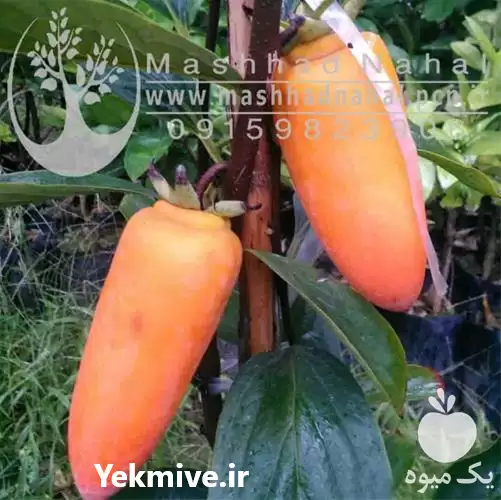 فروش نهال میوه خرمالو مانگو در مشهد در گروه خرید و فروش خرمالو در یکمیوه -عکس1