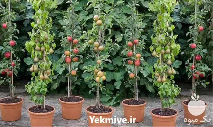 فروش نهال گلدانی در مشهد در گروه خرید و فروش نهال در یکمیوه -عکس1