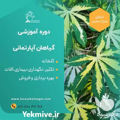 مناسب ترین گیاهان برای آپارتمان نحوه در تهران در گروه دوره آموزش کشاورزی در یکمیوه -عکس1
