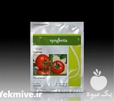 قیمت خرید بذر گوجه دافنیس معرف در شیراز در گروه خرید و فروش بذر گوجه در یکمیوه -عکس1