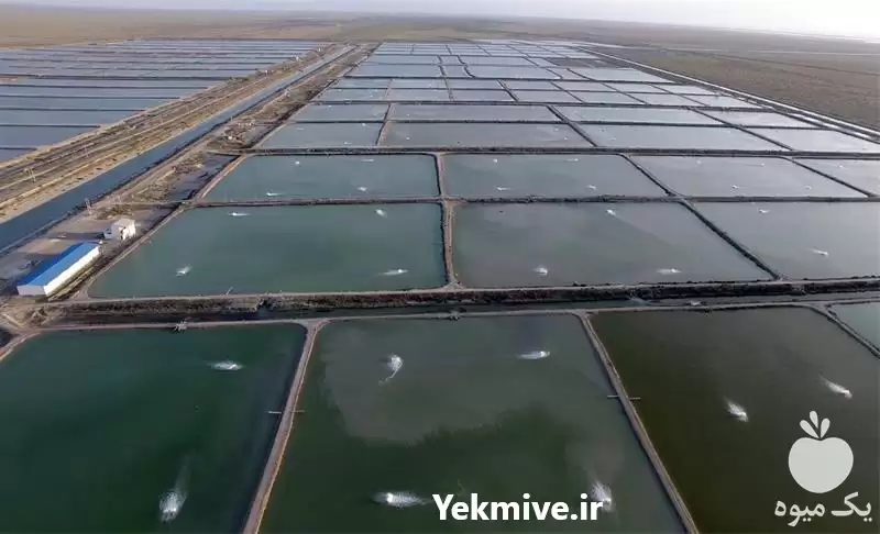 دوره آموزشی ویژه سرمایه گذران پرورش در تهران در گروه دوره آموزش کشاورزی در یکمیوه -عکس1