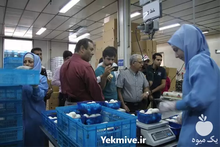 پرورش قارچ خوراکی با مدرک معتبر در گروه دوره آموزش کشاورزی در یکمیوه -عکس1