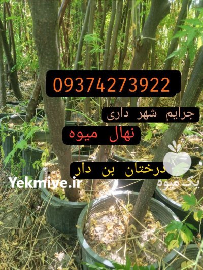 عرضه مستقیم درختان زینتی جرایم شهرداری در تهران در گروه خرید و فروش گیاهان زینتی در یکمیوه -عکس1