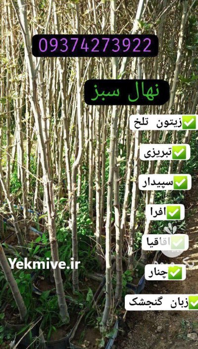 عرضه مستقیم درختان زینتی جرایم شهرداری در تهران در گروه خرید و فروش گیاهان زینتی در یکمیوه -عکس2