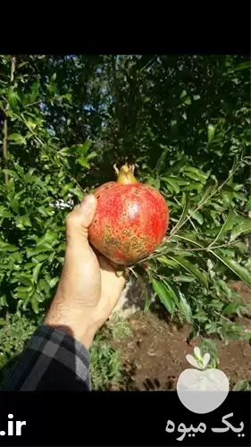 فروش ارائه نهال انار دانه جیگری در ساری در گروه خرید و فروش نهال انار در یکمیوه -عکس1
