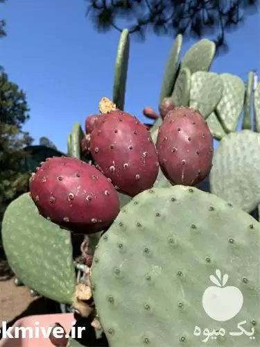 آموزش جامع تولید کاکتوس اپونتیا در تهران در گروه دوره آموزش کشاورزی در یکمیوه -عکس1