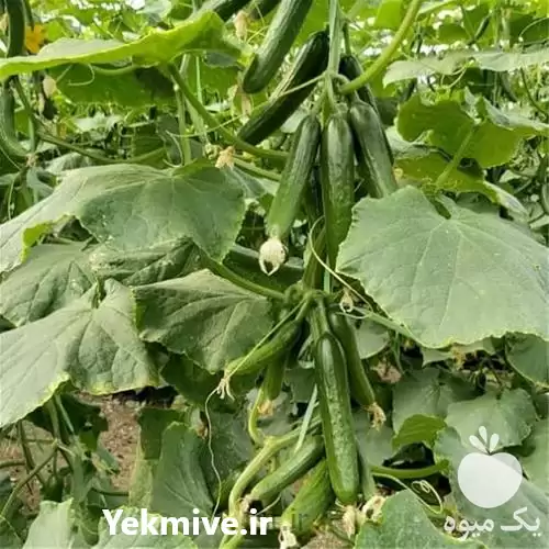 فروش عرضه بذر خیار سبا در گروه خرید و فروش بذر خیار در یکمیوه -عکس1