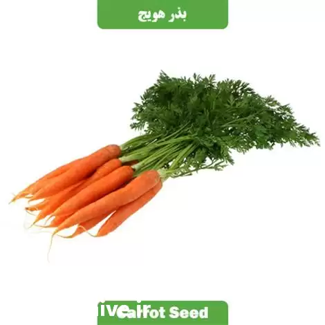 قیمت خرید و قیمت بذر هویج در اهواز در گروه خرید و فروش بذر هویج در یکمیوه -عکس1