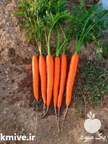 فروش بذر هویج کریستو معرف ویلمورین در کرج در گروه خرید و فروش بذر هویج در یکمیوه -عکس1