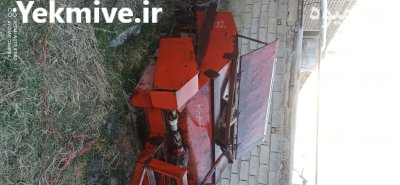 سرزن با برگ زن چغندر در میاندوآب در گروه خرید و فروش چغندر در یکمیوه -عکس1