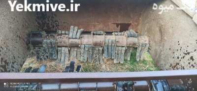 سرزن با برگ زن چغندر در میاندوآب در گروه خرید و فروش چغندر در یکمیوه -عکس4