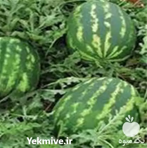 فروش بذر هندوانه سامانتا قیمت بذر در بوشهر در گروه خرید و فروش بذر هندوانه در یکمیوه -عکس1