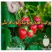 قیمت خرید هیدروپونیک توت فرنگی در گروه خرید و فروش انواع کود کشاورزی در یکمیوه