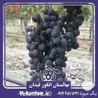 خرید و قیمت نهال انگور سامر در ارومیه در گروه خرید و فروش نهال انگور در یکمیوه