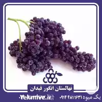 خرید و قیمت نهال انگور شامپاین در ارومیه در گروه خرید و فروش نهال انگور در یکمیوه