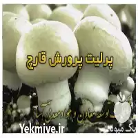 فروش پرلیت پیت ماس ویژه پرورش در اصفهان در گروه خرید و فروش انواع کود کشاورزی در یکمیوه