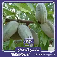 خرید و قیمت نهال بادام برتینا در ارومیه در گروه خرید و فروش نهال بادام در یکمیوه