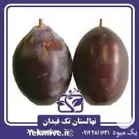 خرید قیمت نهال آلو غلامان نهالستان در ارومیه در گروه خرید و فروش نهالستان در یکمیوه